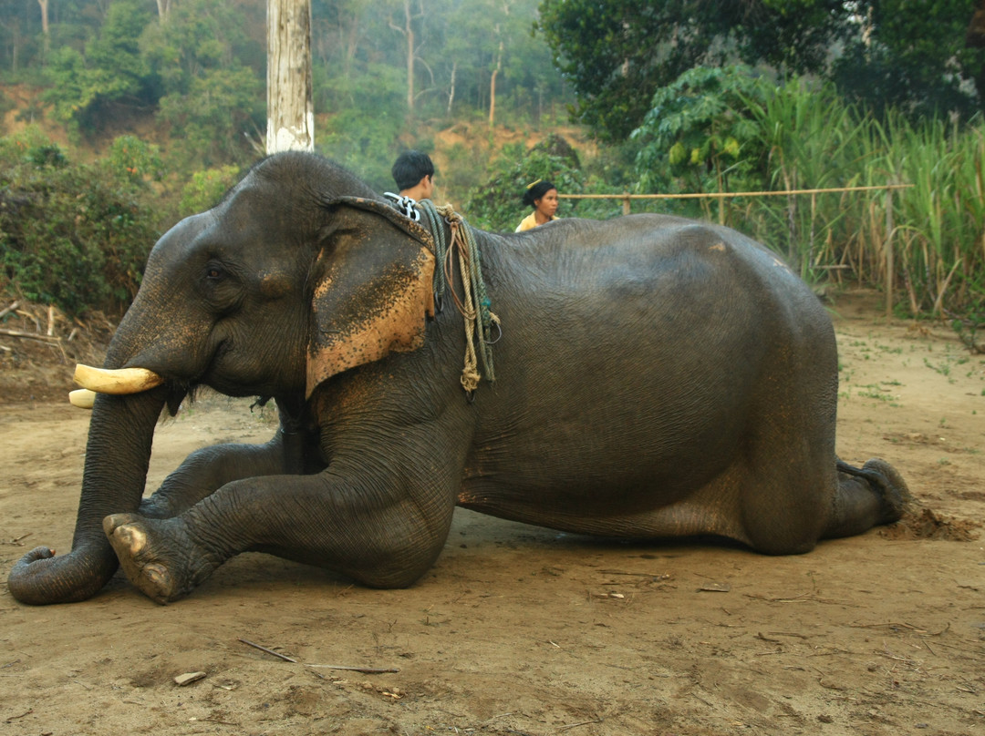 Alaungdaw Kathapa National Park-Sagaing Region必去景点