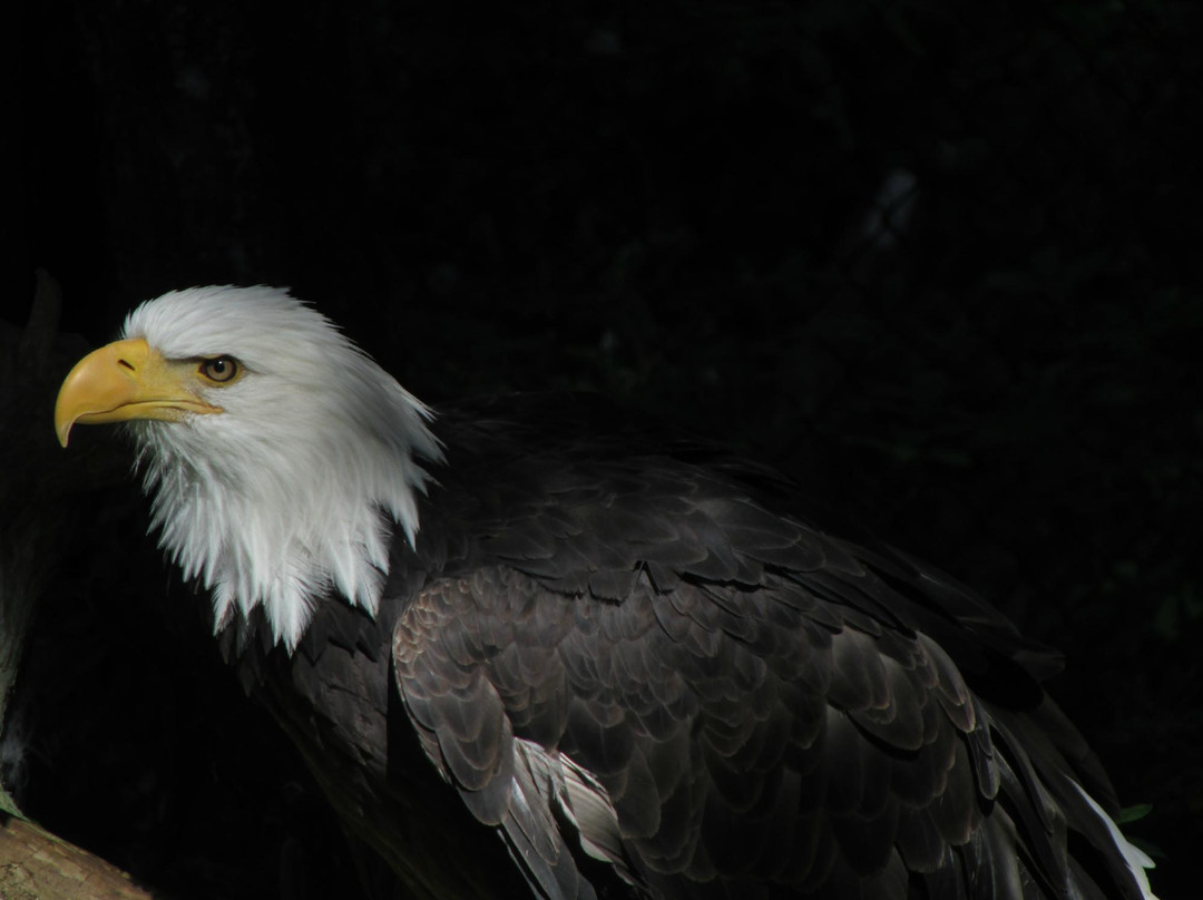 Alaska Raptor Center-锡特卡必去景点