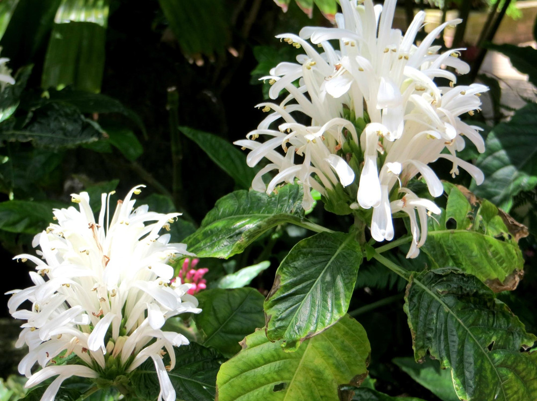 Botanical Building and Lily Pond-圣地亚哥必去景点