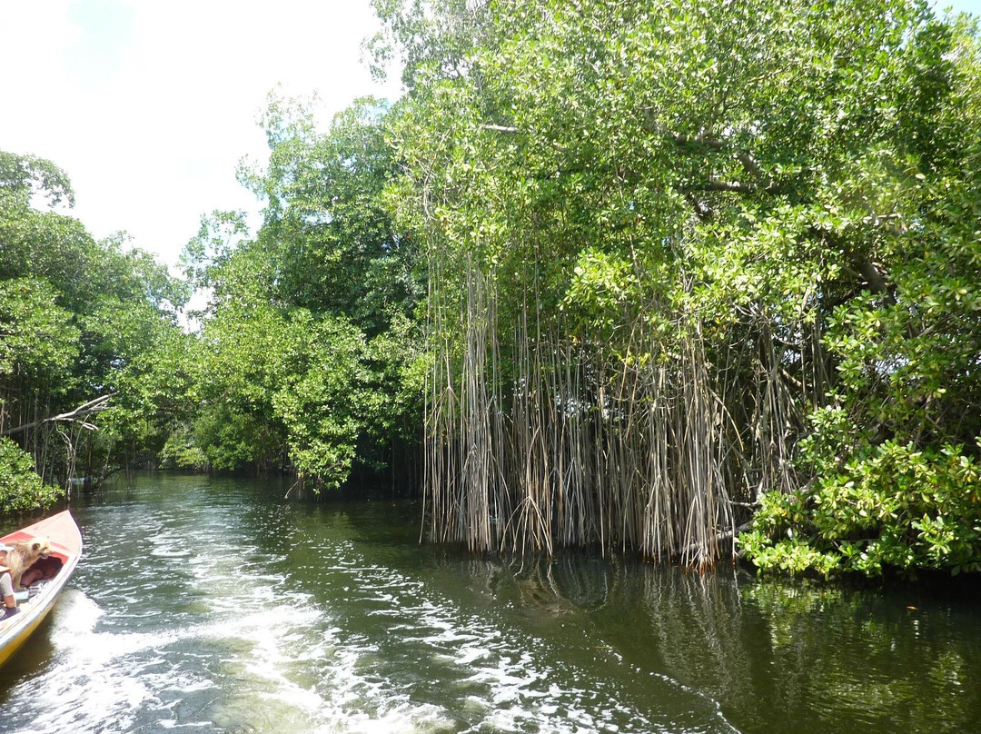 Black River-Black River必去景点
