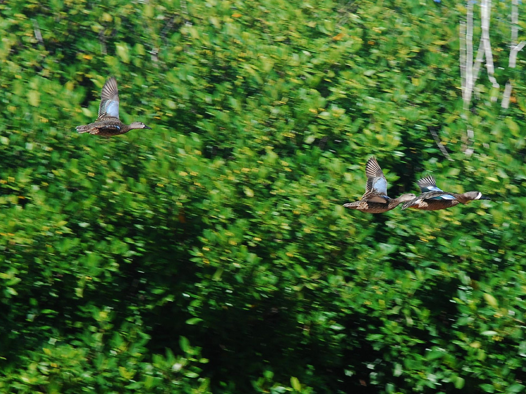 Booby Pond Nature Reserve-Little Cayman必去景点