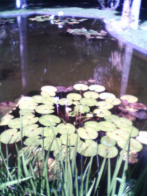 Jardín Botánico-加拉加斯必去景点