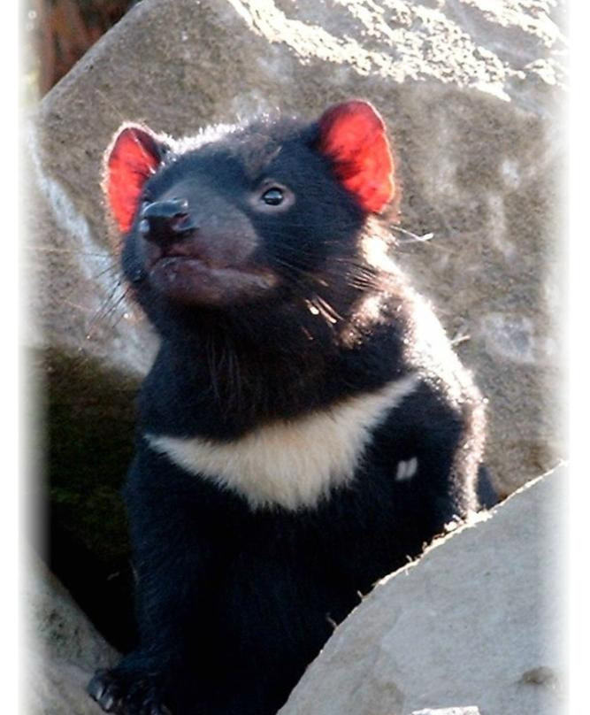 Trowunna Wildlife Sanctuary-茉莉溪必去景点