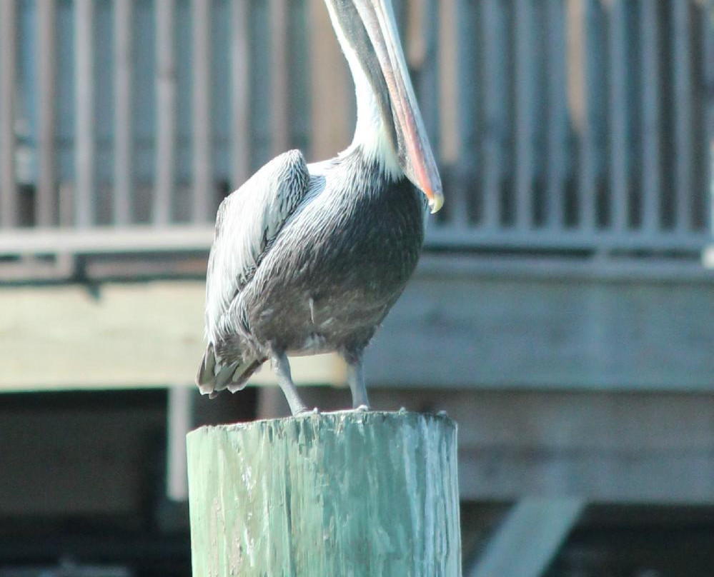Kohootz Dolphin Encounters-Aransas Pass必去景点