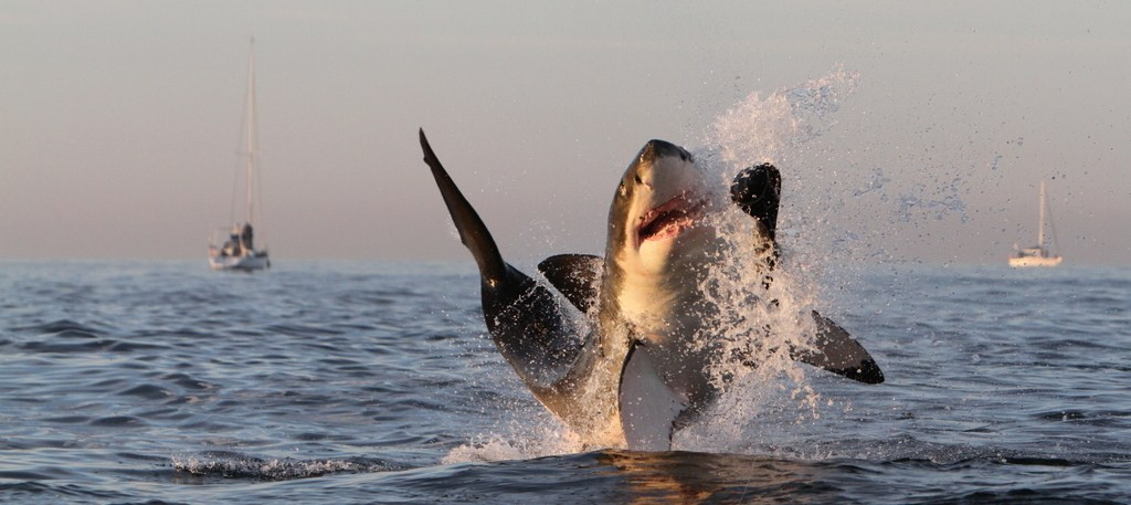Hermanus-Seekers Day Tours-赫曼努斯必去景点