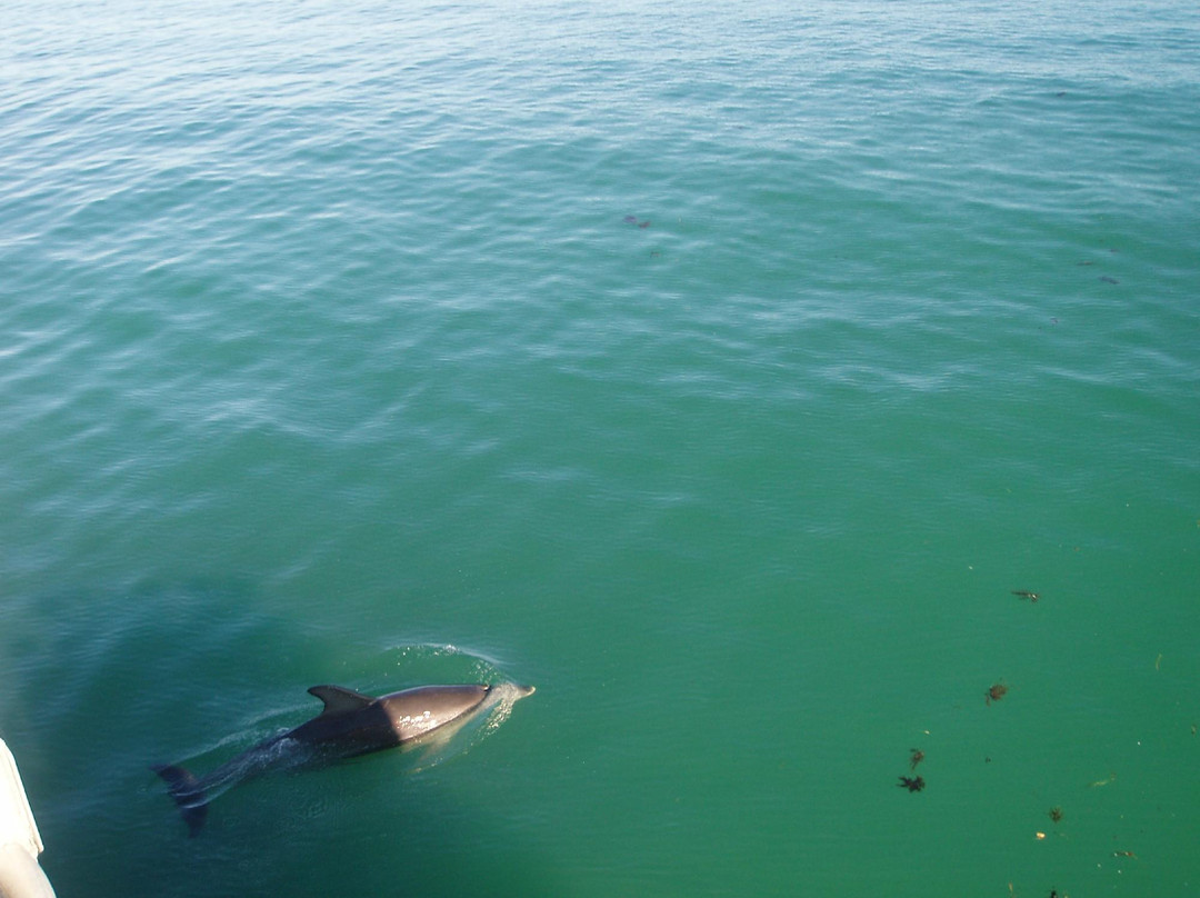 Dolphin Watch Cruises-赫斯基森必去景点