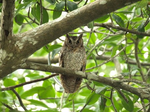 Madoo Bird Tours-Caroni必去景点