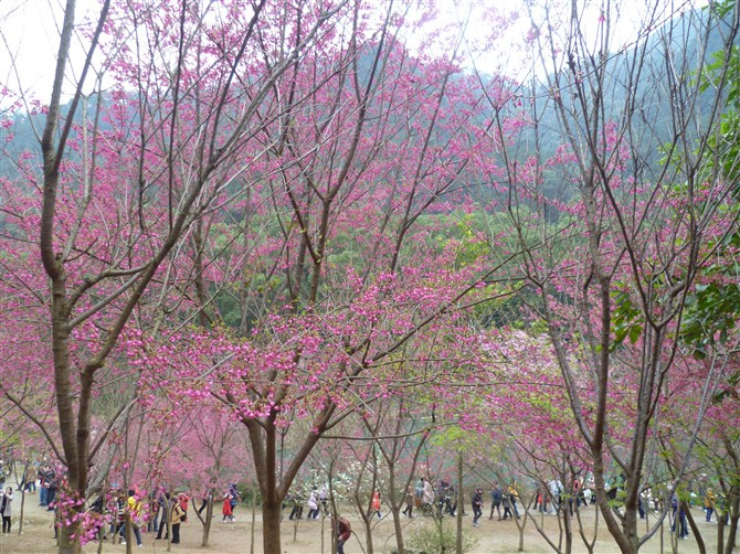 福州国家森林公园景点图片