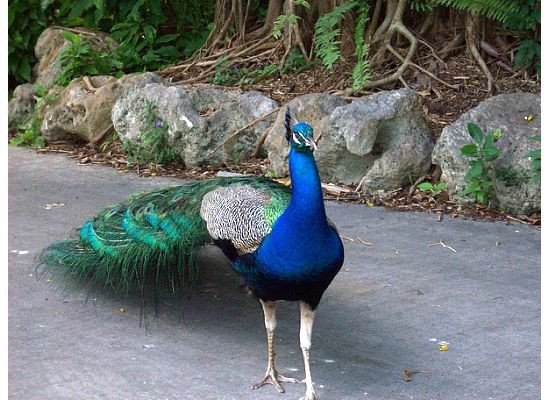 Flamingo Gardens-戴维必去景点