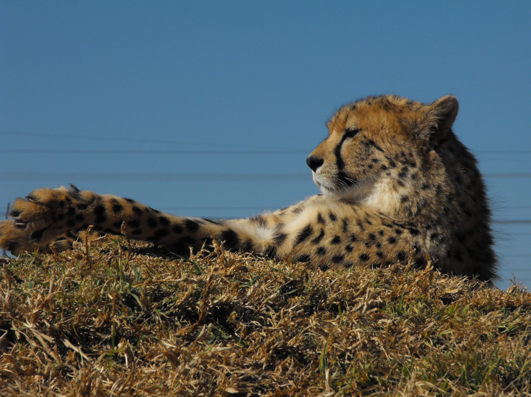 Cheetah Experience (ZA Cheetah Conservation)-贝拉贝拉必去景点