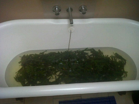 Soak Seaweed Baths-纽卡斯尔必去景点