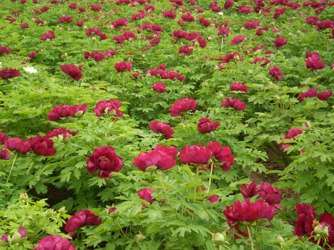 洛阳国际牡丹园-洛阳市必去景点