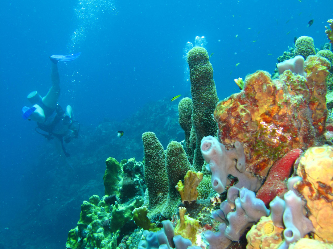 St. Thomas Dive Center-Bolongo Bay必去景点