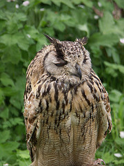 West Sussex Falconry景点图片