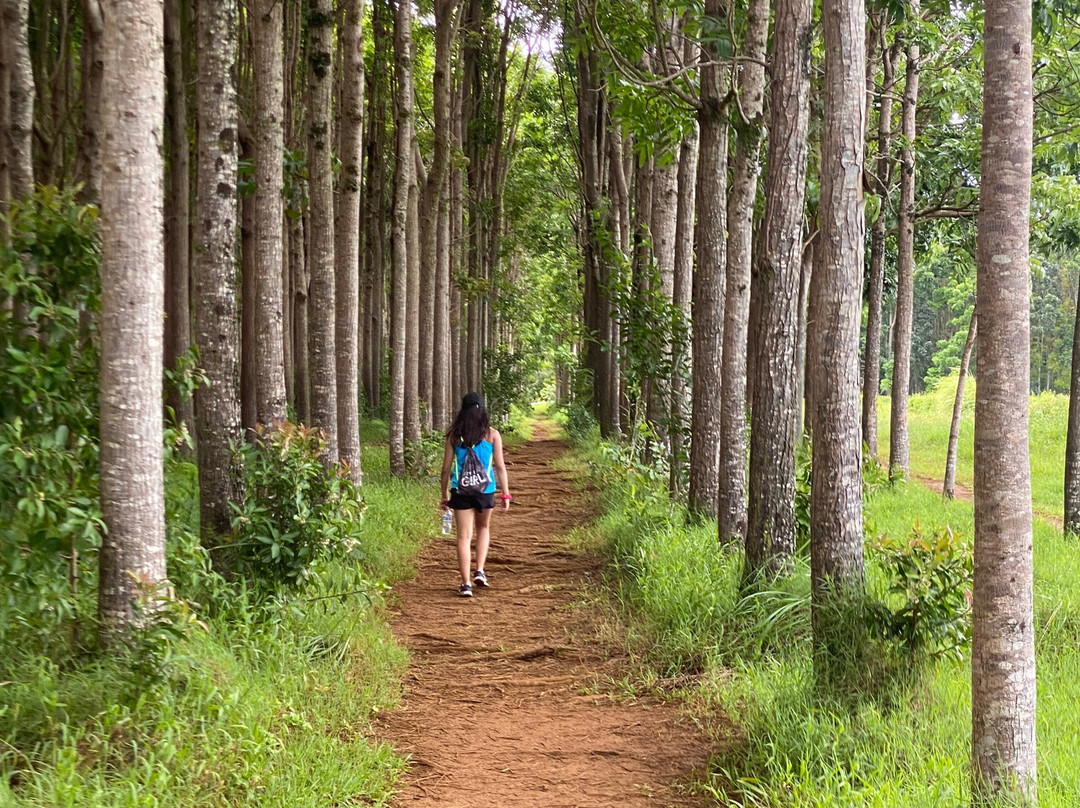 Wai Koa Loop-基拉韦厄必去景点