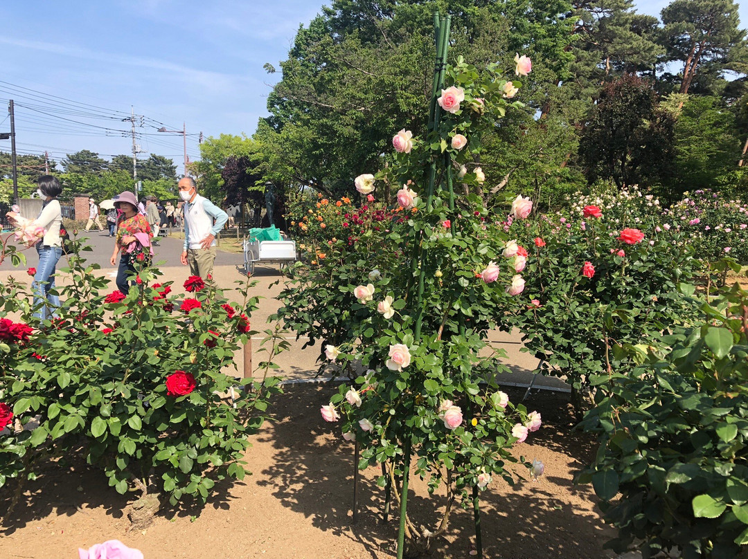 Shikishima Park-前桥县必去景点