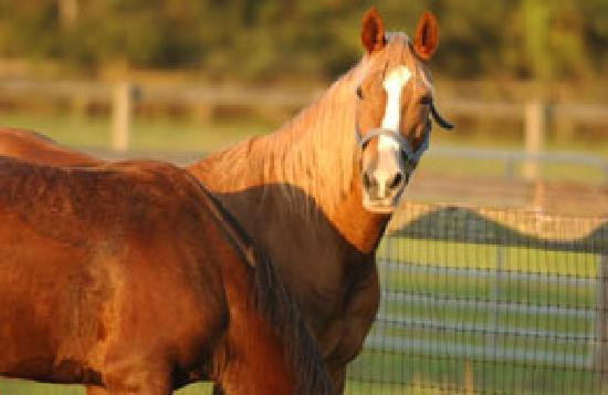 Deep Creek Stables-Pierson必去景点