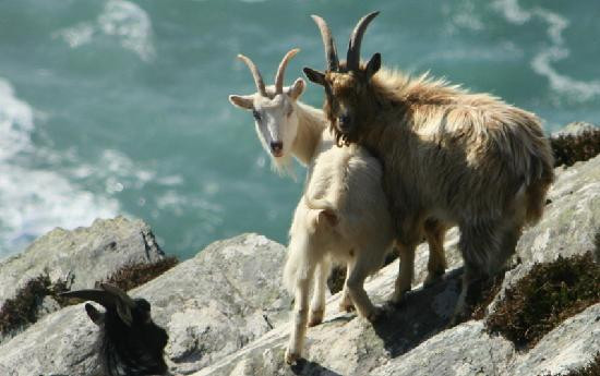 Hidden Kerry - Off The Beaten Track Tours-Ballinskelligs必去景点