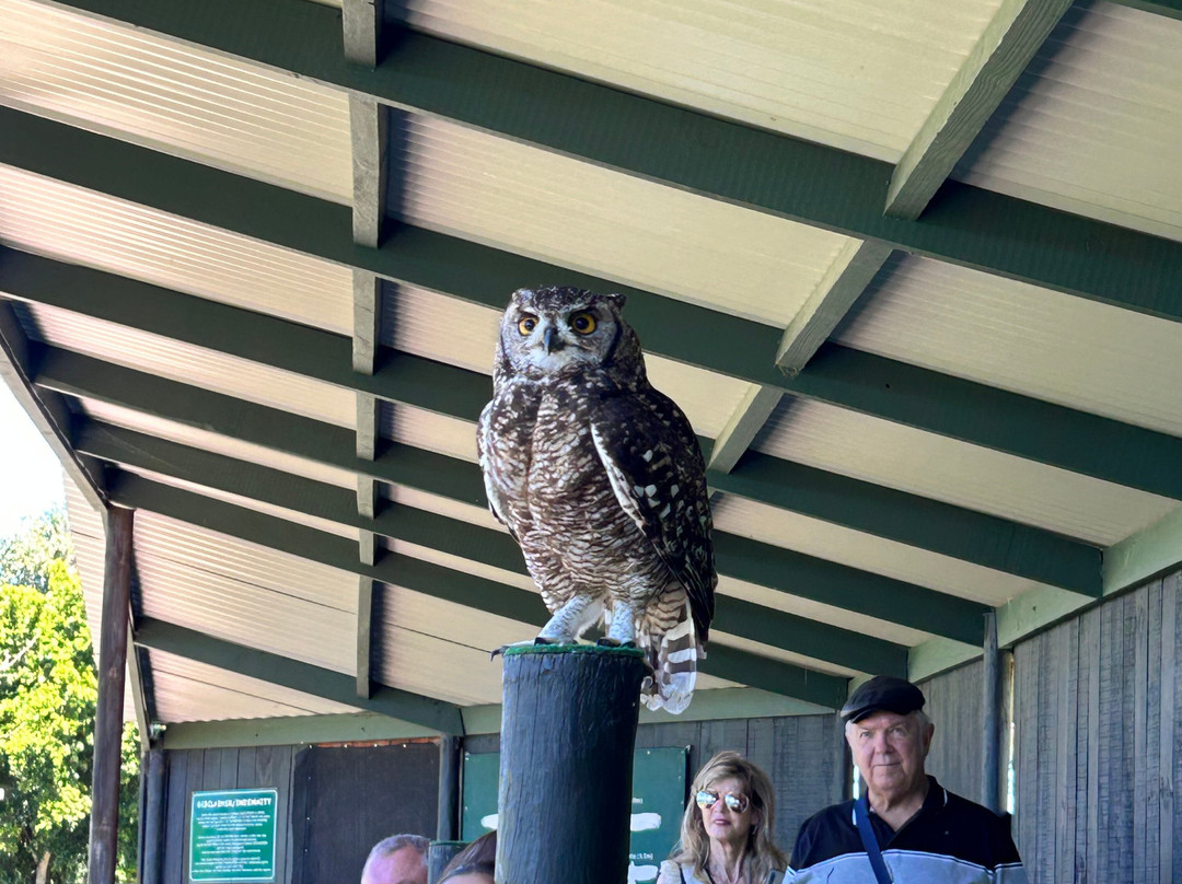 Eagle Encounters @Spier Wine Farm-斯泰伦博斯必去景点