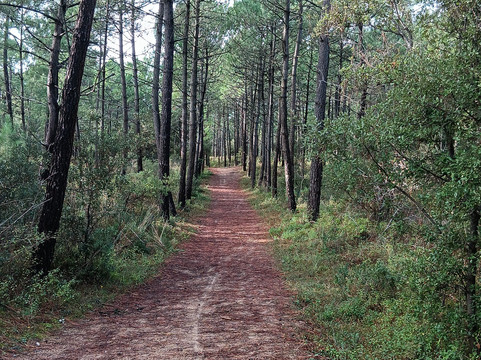 Forêt domaniale des Pays-de-Monts-Saint-Hilaire-de-Riez必去景点