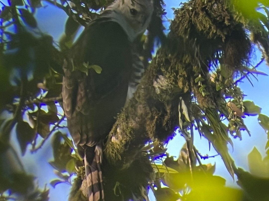 Roy´s the Monteverde local nature guide´s景点图片