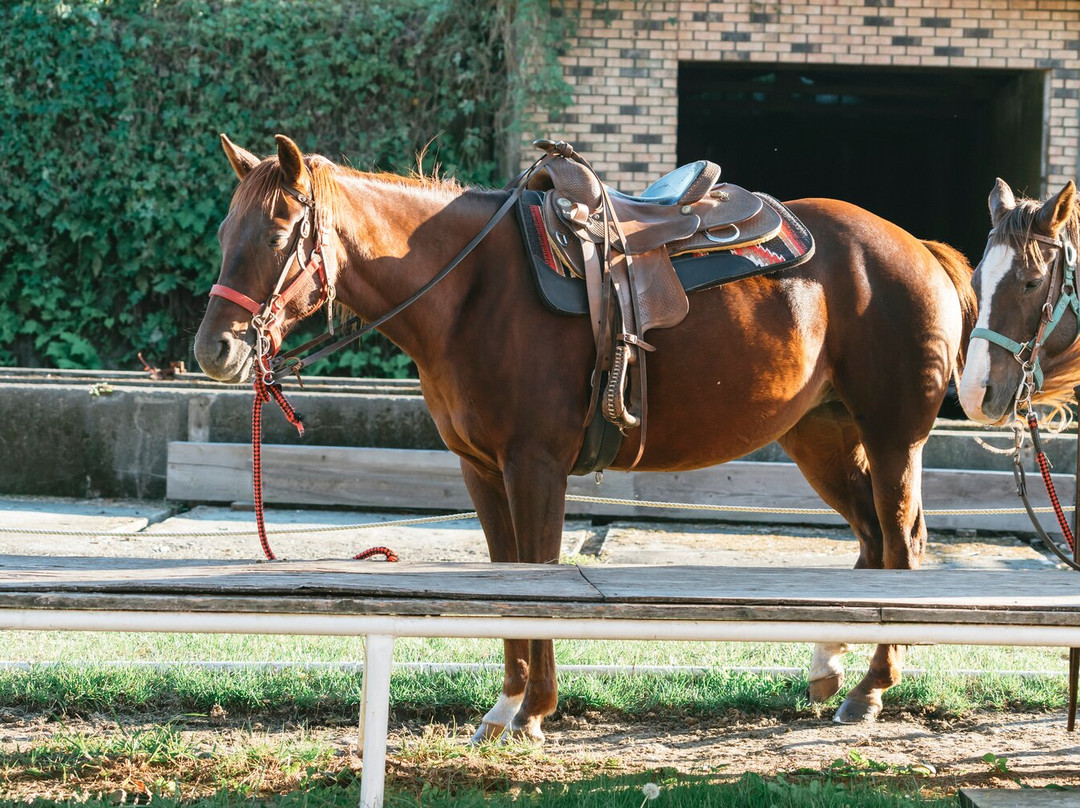 Yumedaichi Green Valley-阿苏市必去景点