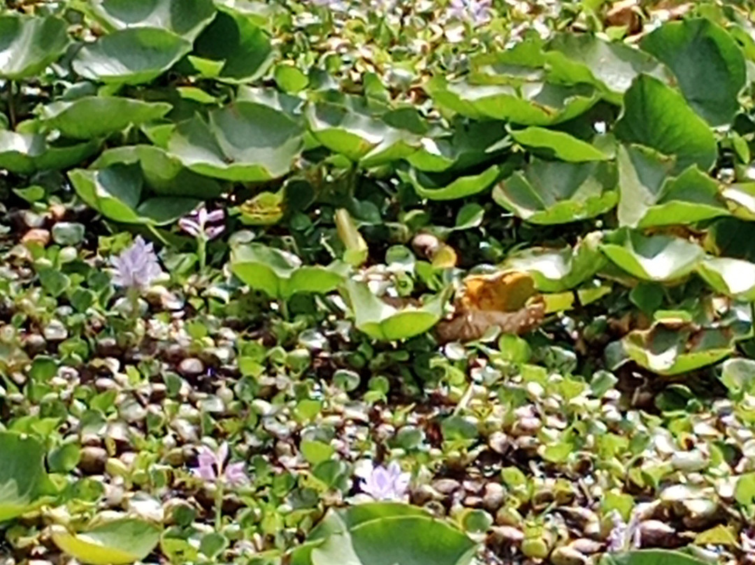 Eco Parque Conscientia Universallis-莱瓦镇必去景点