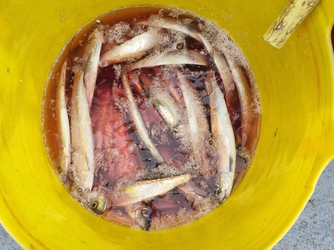 Perfect catch fishing charters-Beaumaris必去景点