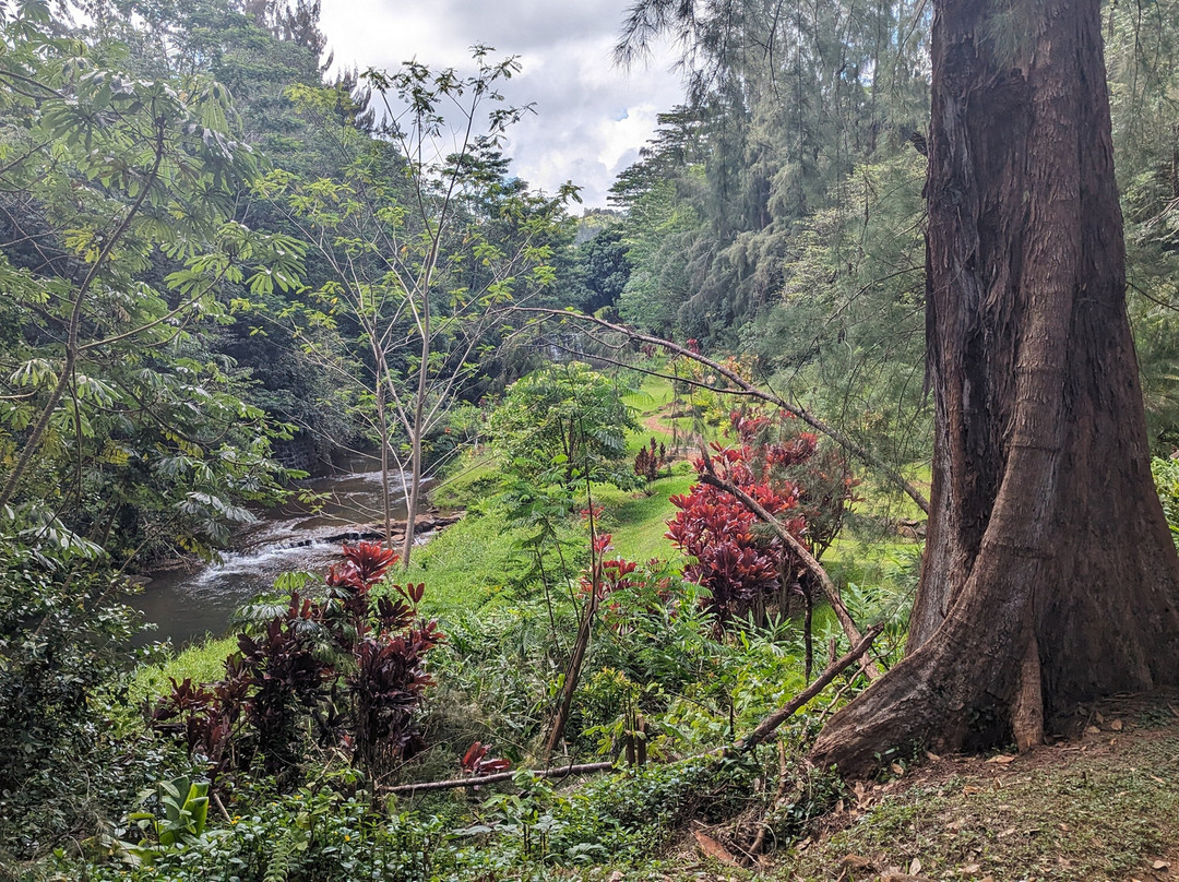 Wai Koa Loop-基拉韦厄必去景点