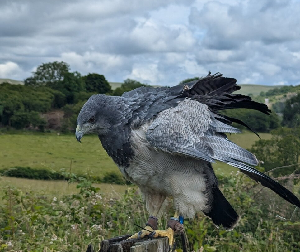 Wings Of Wales景点图片