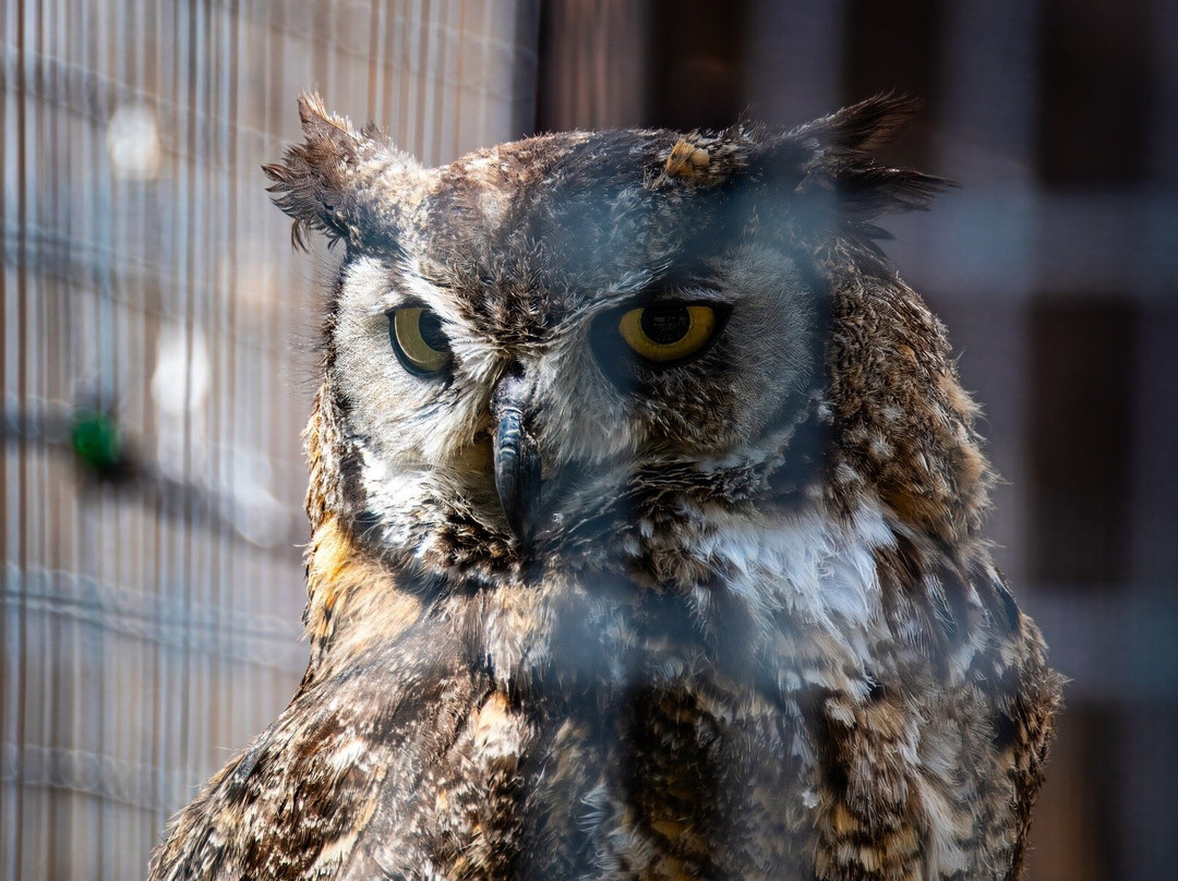 Big Bear Alpine Zoo at Moonridge-大熊湖必去景点
