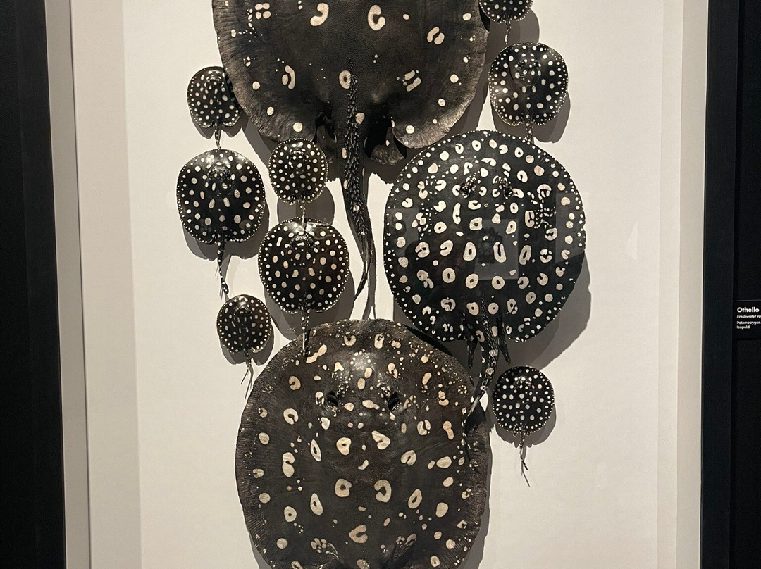 Science Museum of Minnesota-圣保罗必去景点