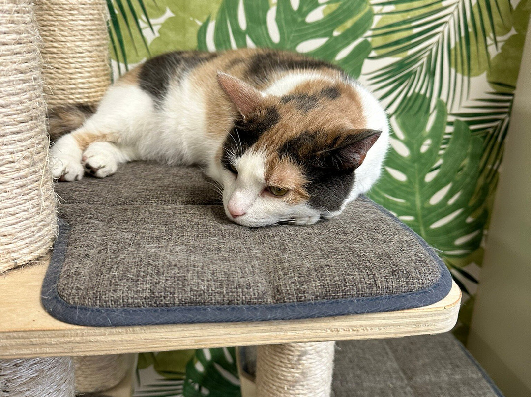 Bedford Cat Cafe景点图片