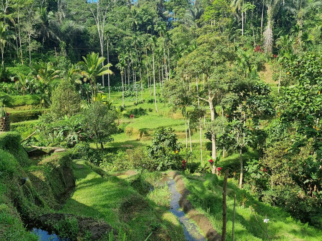 Bali Mandala Tours-乌布必去景点