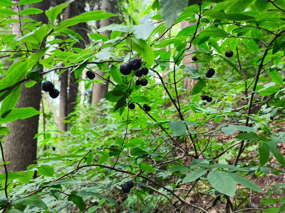 Natural Sanctuary Komarovskiy Bereg景点图片