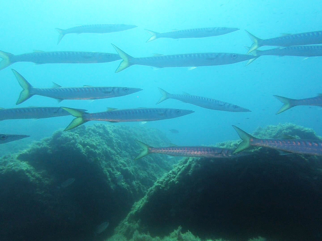 Mistral Diving-Castelsardo必去景点
