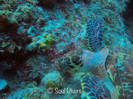 Soul Divers-威廉斯塔德必去景点