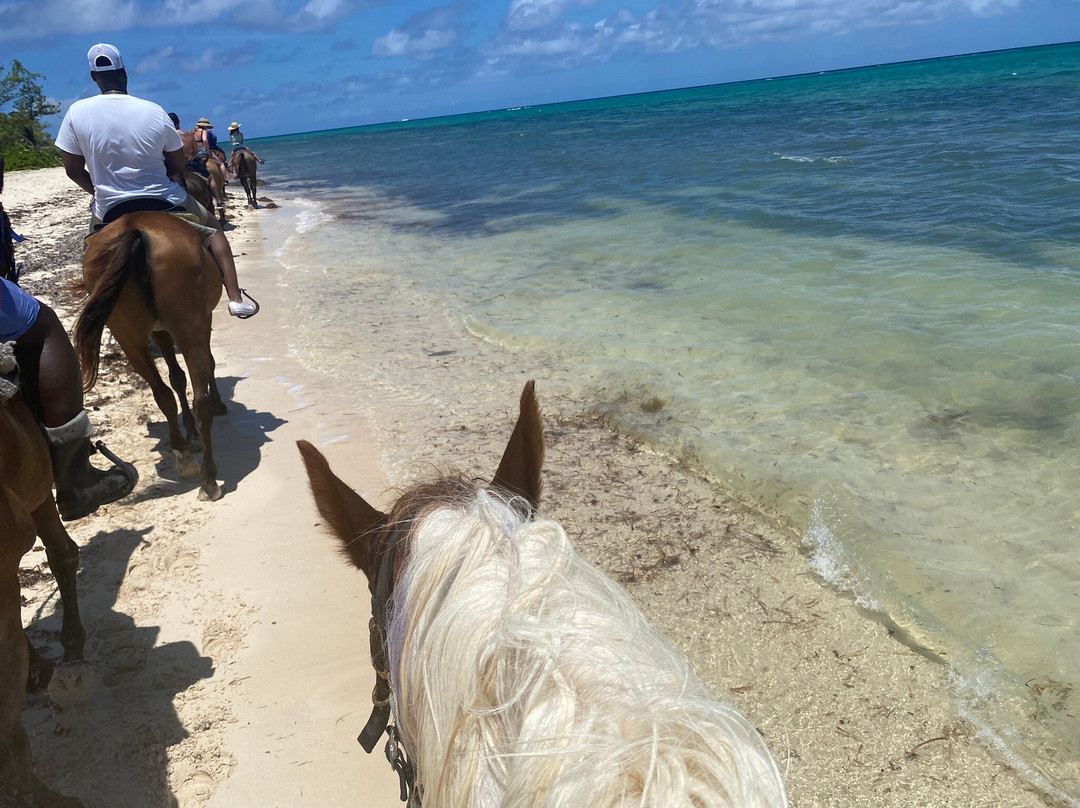 Pampered Ponies, Limited-西湾必去景点