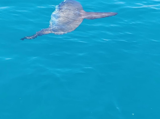 Boat Trips “Profeta” Barco Benalmádena-班纳玛德纳必去景点