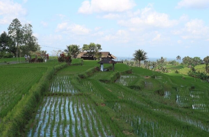 BAMBOO FOREST SANDAN-Angsri必去景点