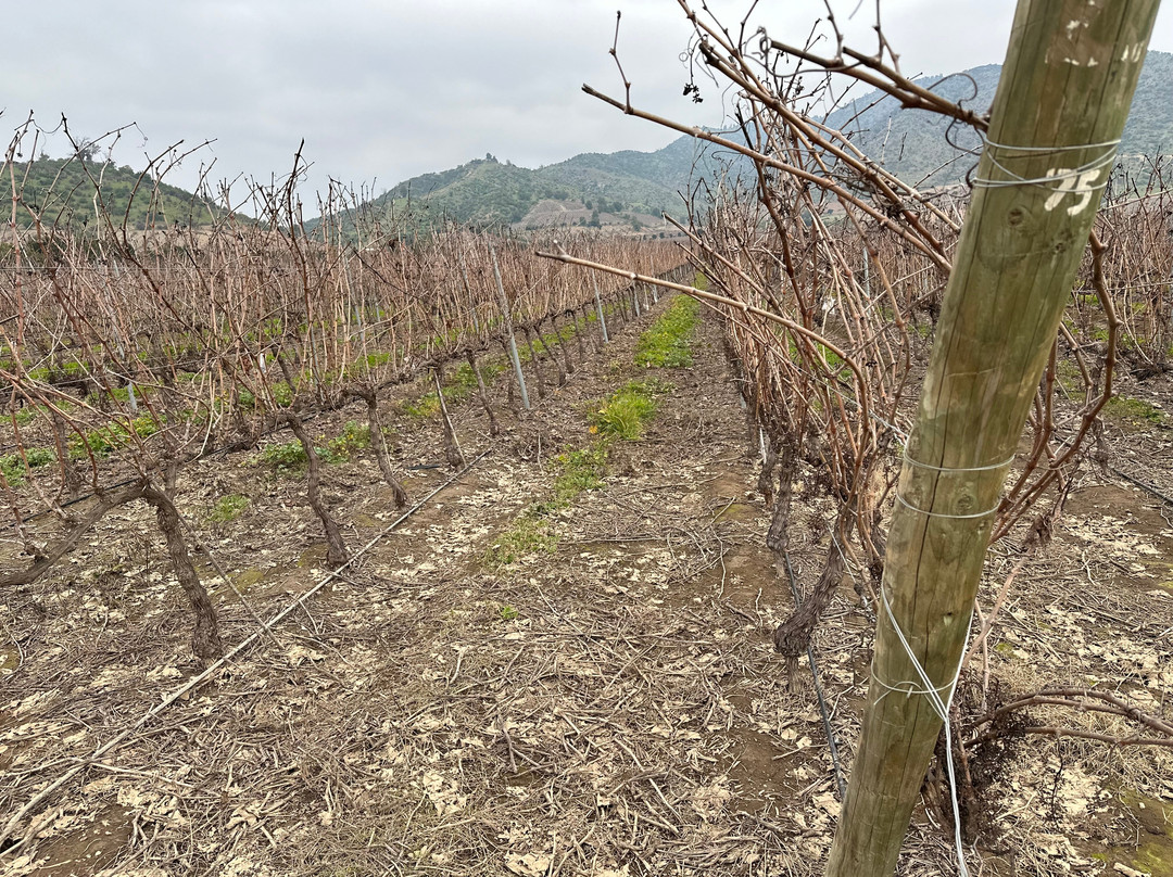 VLC-Organic Wines (Viña Los Chanchitos)