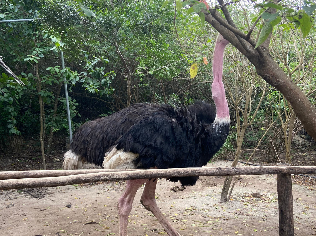 Zanzibar Kilosas Conservation-孥归必去景点