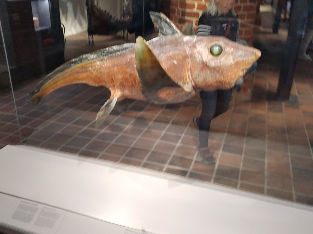 Meeresmuseum-施特拉尔松德必去景点