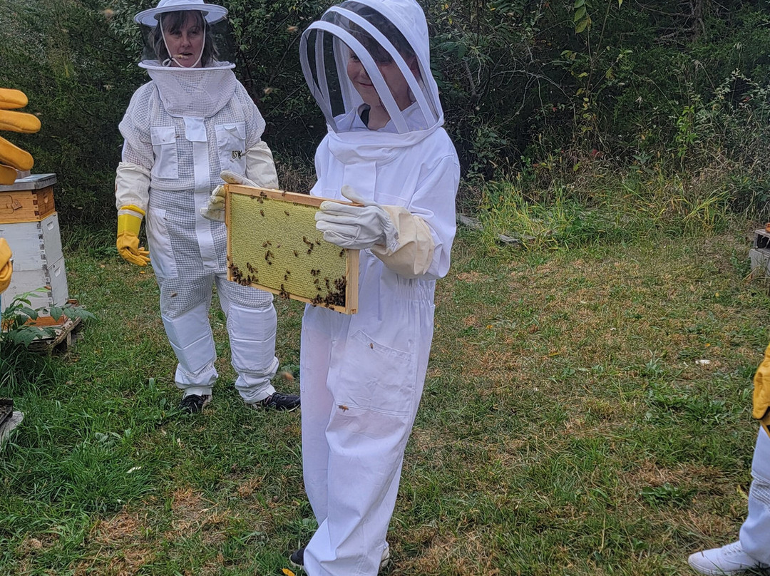 Dry Creek Beekeeping景点图片