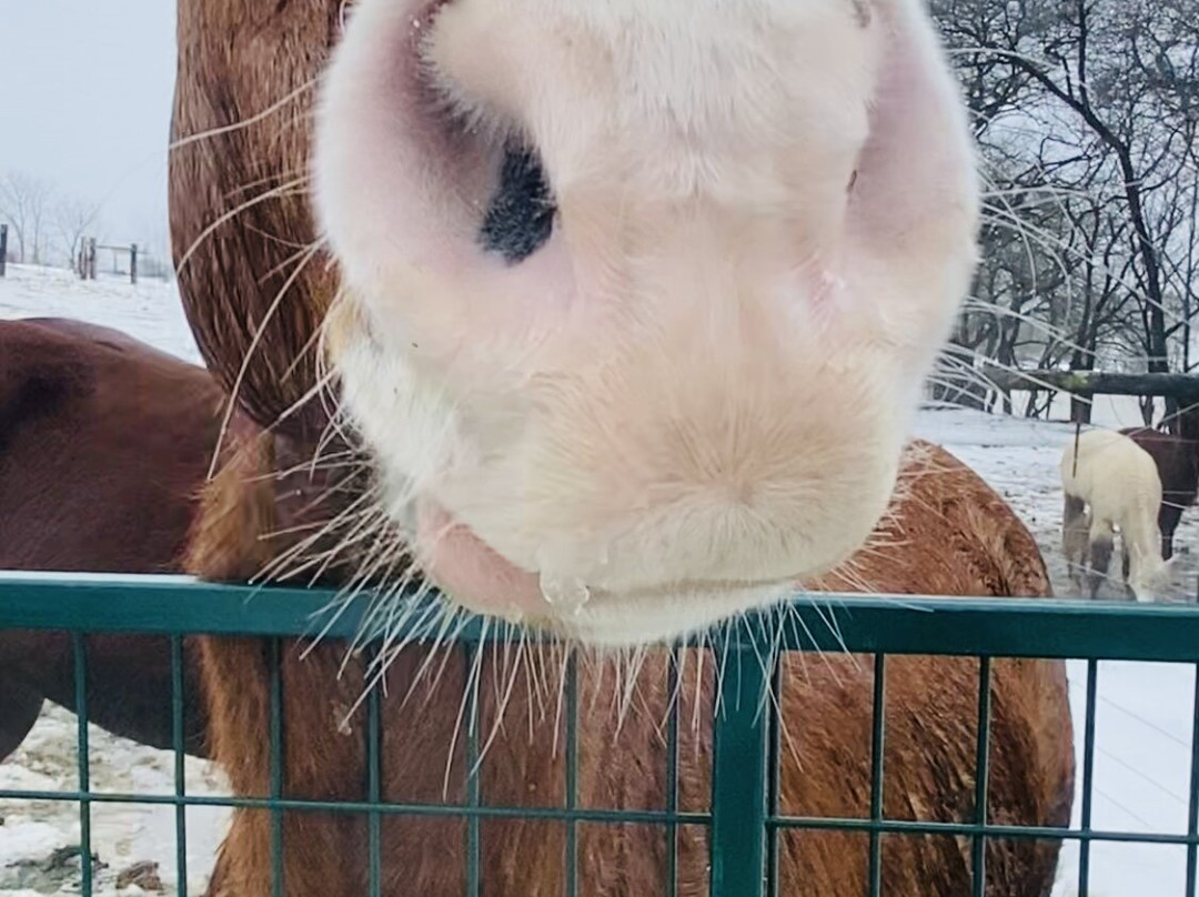 Jireh Hills Family Homestead-Alvinston必去景点