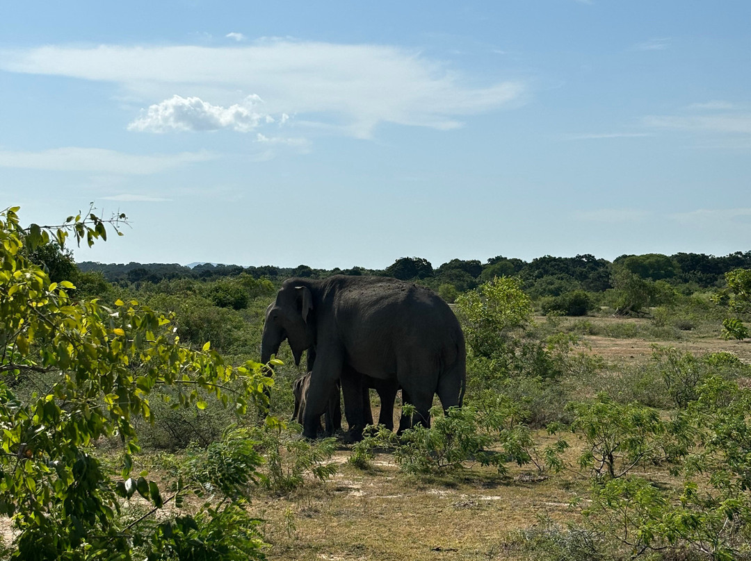 Dinu Lanka Tours景点图片