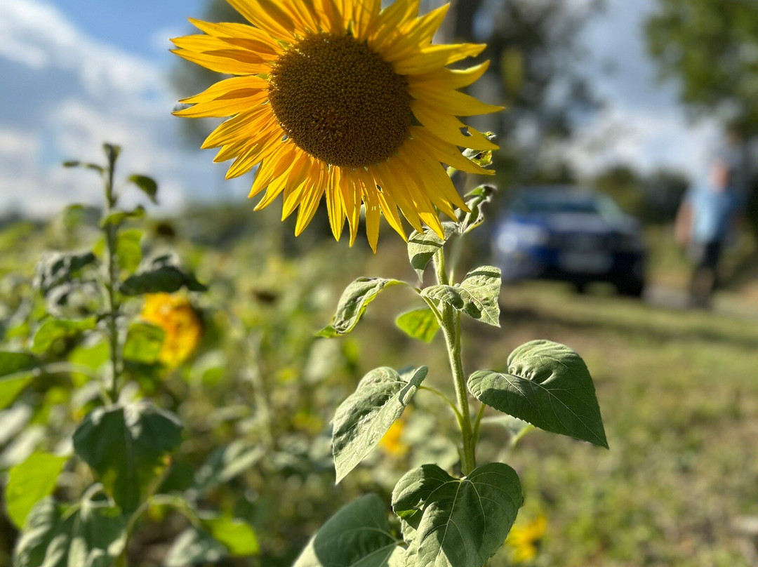 La Maison Sur La Place主图