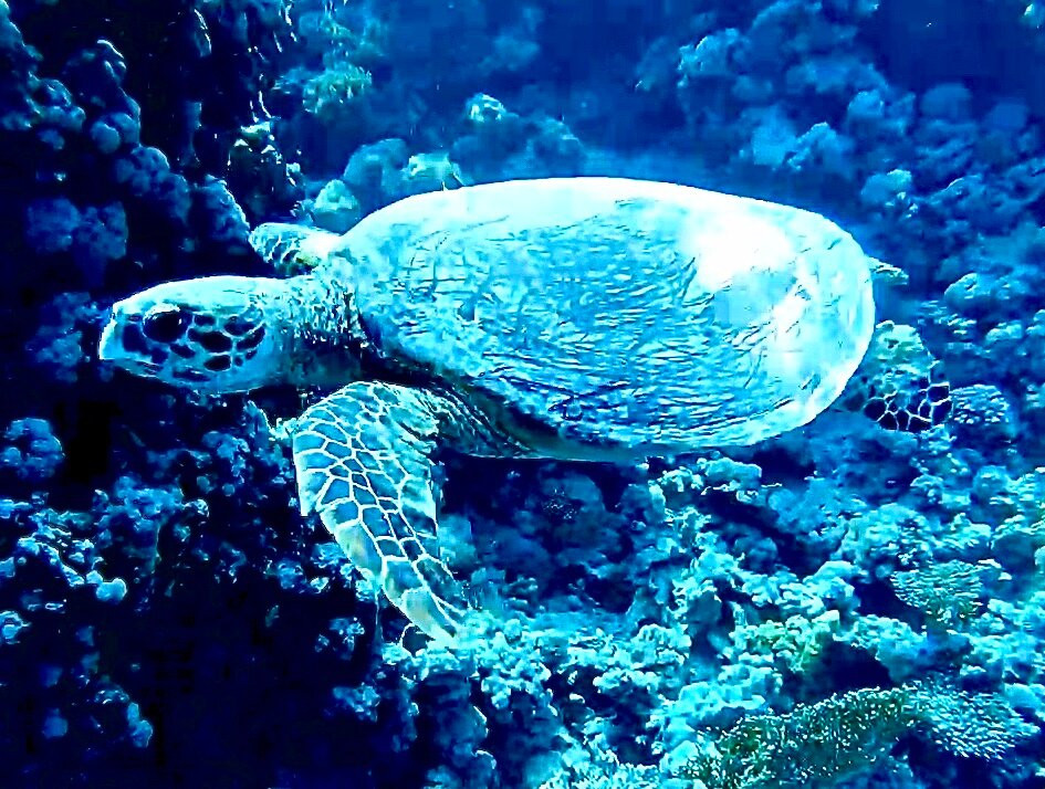 Ducks Diving Safaga-Safaga必去景点