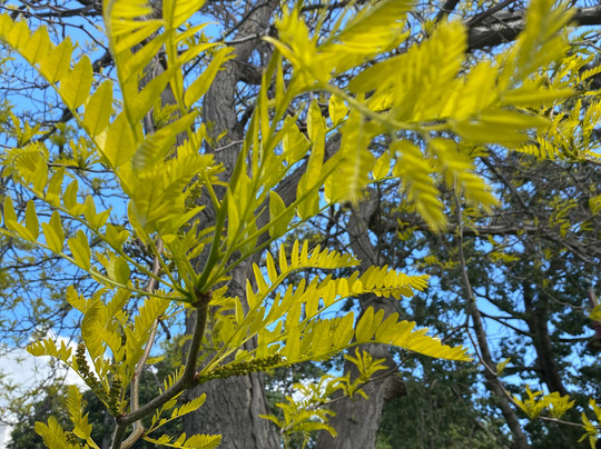Centenary &  Pioneers Of Bairnsdale