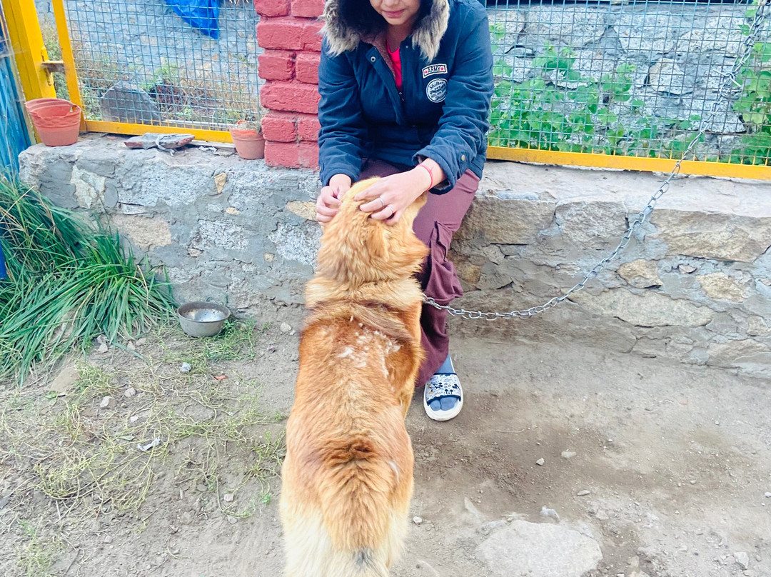 The Wanderer’s Nest主图